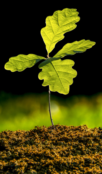 gem solutions nottingham tree seedling gem solutions nottingham